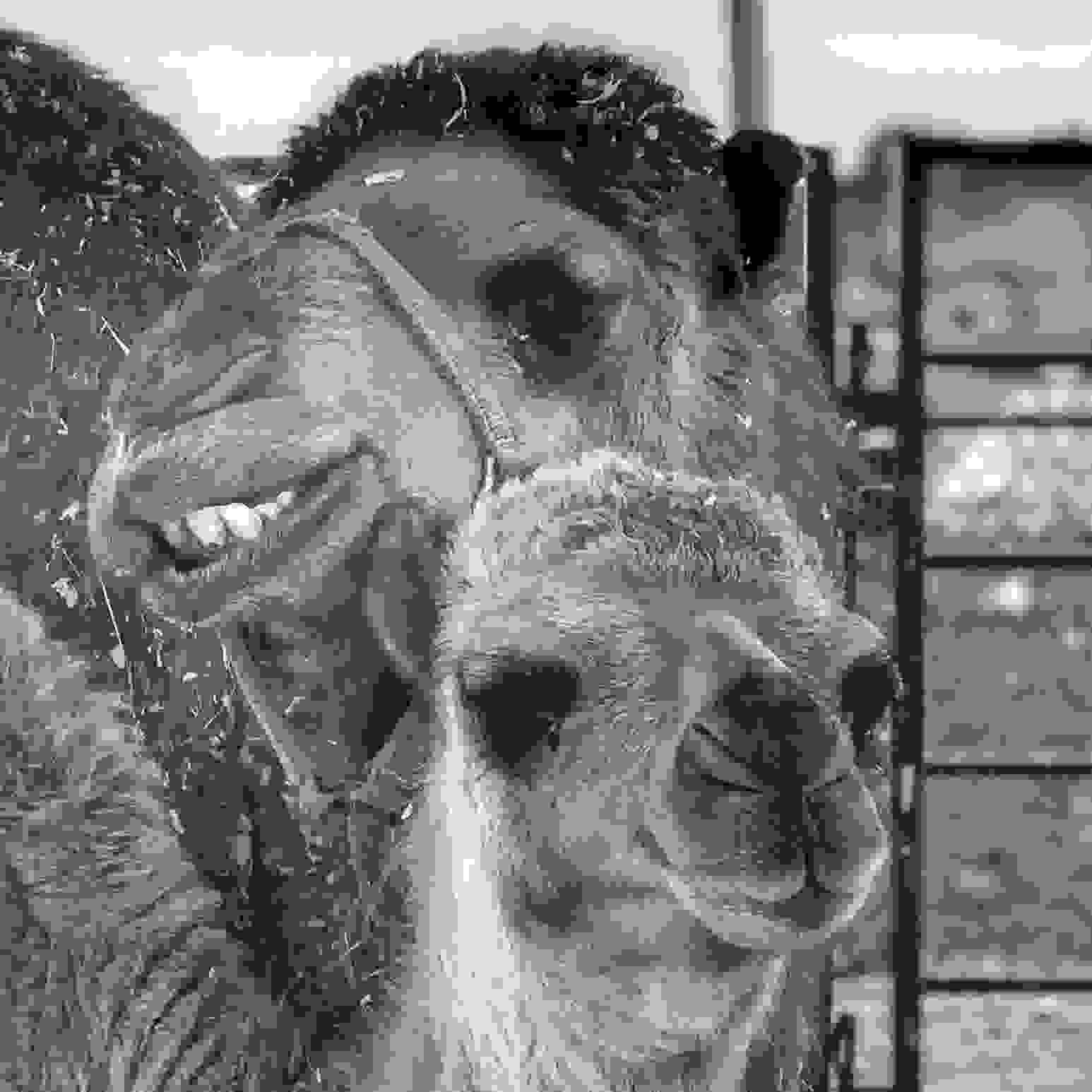 top ten camel questions Oasis Camel Dairy